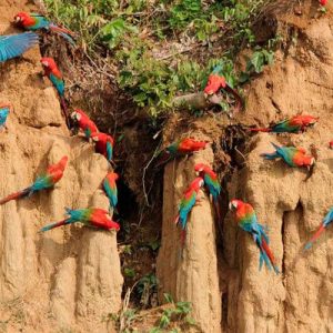 Jungle Macaw Clay Lick