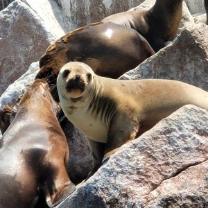 Paracas Huacachina Full Day